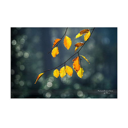 _DSC2846_11-06_edited-2-Sh-9x6-IG