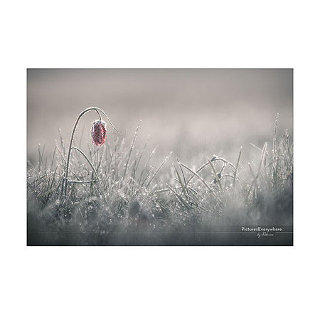 _DSC1870_21-04-15_edited-1-Sh-9x6-IG