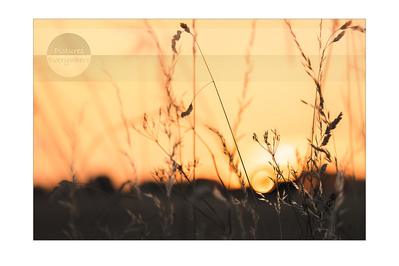 Last moments of the day, Silchester, Hampshire, United Kingdom