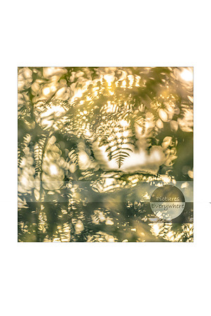 Golden ferns, Mortimer, Berkshire, United Kingdom
