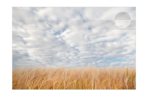 Nearly harvest time, Kingsclere, Hampshire, United Kingdom