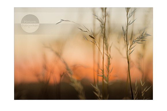 Summer grasses, Silchester, Hampshire, United Kingdom