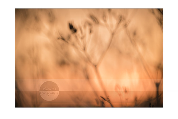 English sunset dream, Silchester, Hampshire, United Kingdom