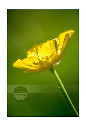 Buttercup, Unteralp, Andermatt, Switzerland