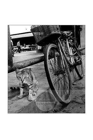 “What you looking at?” Negombo fish market, Sri Lanka