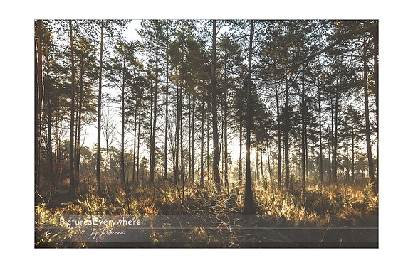 Standing tall, Ufton Nervet, Berkshire, United Kingdom