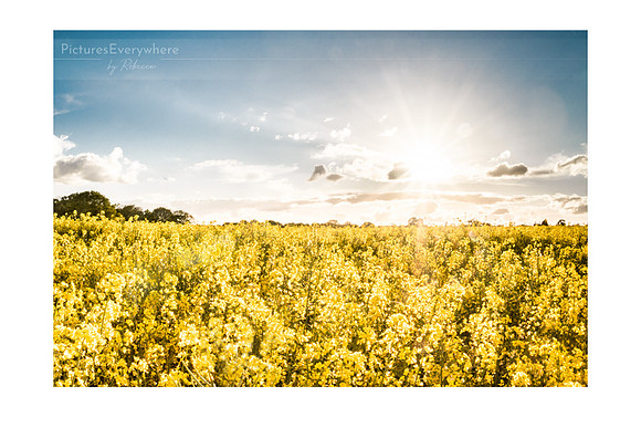 Summer's here! Mortimer, Berkshire, United Kingdom