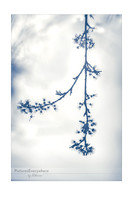 Fading blossom, Mortimer, Berkshire, United Kingdom