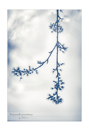 Fading blossom, Mortimer, Berkshire, United Kingdom