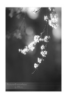 Glowing blossom, Mortimer, Berkshire, United Kingdom
