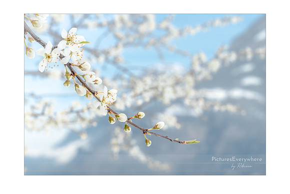 Mountain blossom, Seedorf, Uri, Switzerland