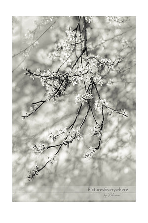 Blossom branches, Mortimer, Berkshire, United Kingdom