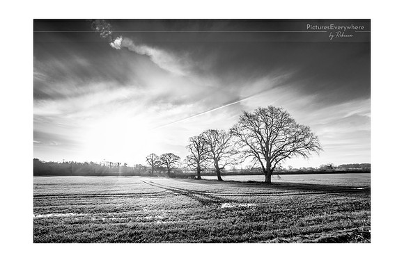 Ancient trees, Mortimer, Berkshire, United Kingdom