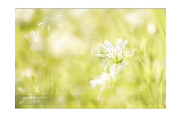 Stitchwort, Mortimer, Berkshire, United Kingdom