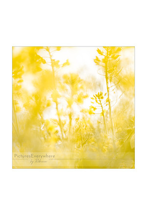 Rapeseed