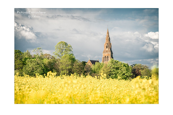St Mary's in a sea of yellow, Mortimer, Berkshire, United Kingdom