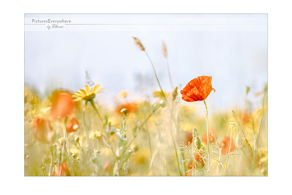 Poppy