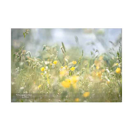 Meadow, Hampshire