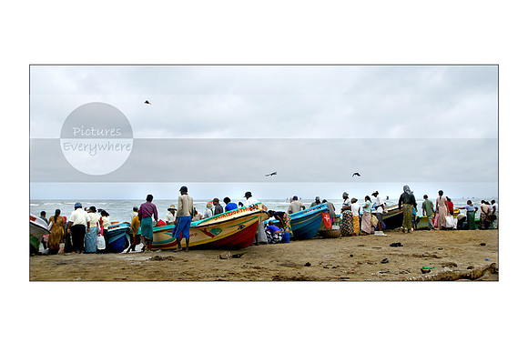 Fishermen bringing in the morning catch, Negombo, Sri Lanka