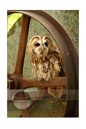 Troy the Tawny Owl, The Hawk Conservancy Trust, Andover, Hampshire, United Kingdom