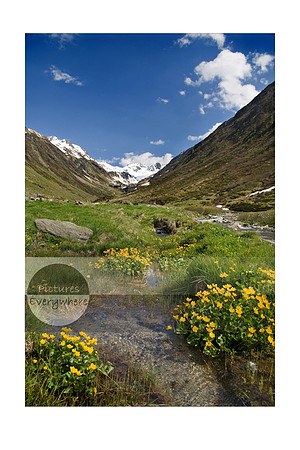 Marsh Marigolds, Unteralp, Andermatt, Switzerland