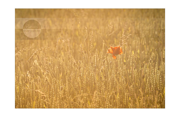 Harvest time, Cotswolds, United Kingdom