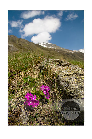 Bird's eye Primrose (Primula farinosa), Unteralp, Andermatt, Switzerland