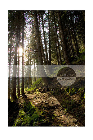 Through the trees on Gemsstock, Andermatt, Switzerland