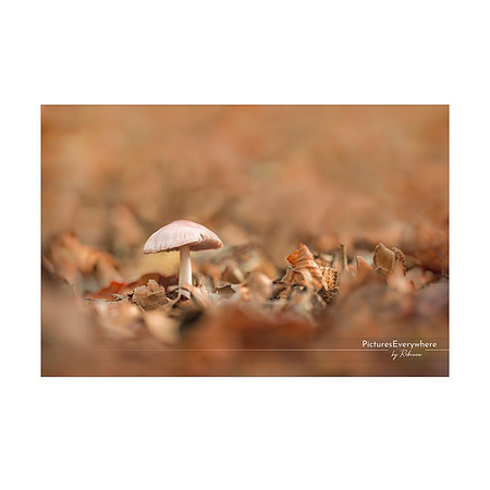_DSA8638_23-10-17_edited-2-Sh-9x6-IG
