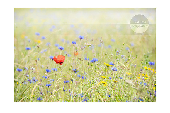 Summer meadow, The Cotswolds, United Kingdom