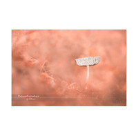 _DSA9201_23-10-26_edited-2-Sh-9x6-IG